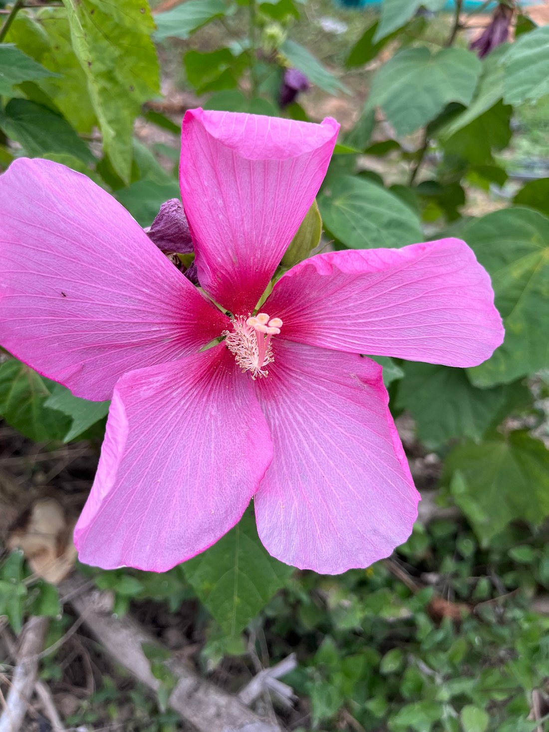 Baymont by Wyndham Biloxi/Ocean Springs